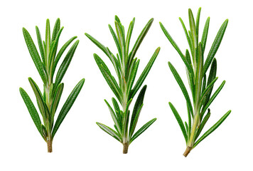 Obraz premium Close-up of three sprigs of fresh rosemary