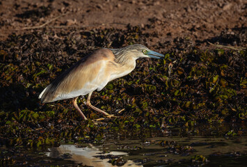 One squacco heron with a frog that it caught in its beak