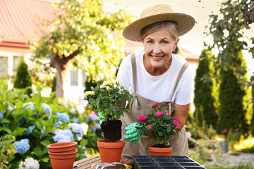 Smiling senior woman in hat, gloves and apron transplanting beautiful flowers into pot in garden
