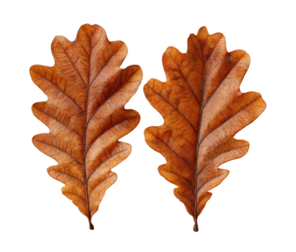 Two autumnal oak leaves, light brown, detailed veins, isolated on black background