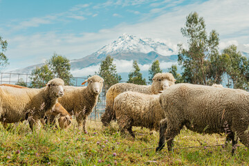 Fototapeta premium Corderos recién nacidos en una granja de Otavalo, Ecuador.