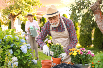 Senior couple in hats working with plants in garden, selective focus