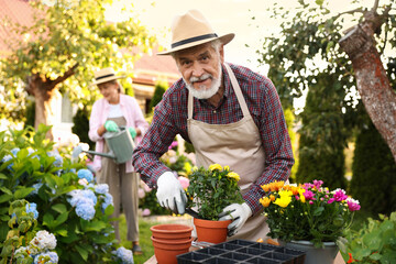 Senior couple in hats working with plants in garden, selective focus