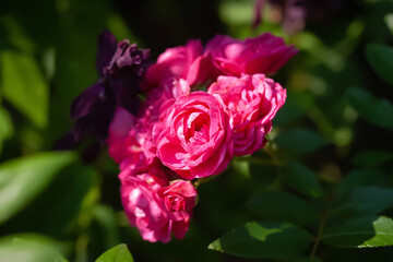Pink flowers. Pink flowers on the branches of a bush