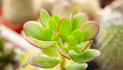 Succulents in a greenhouse. Green leaves. Natural lighting. Selective focus