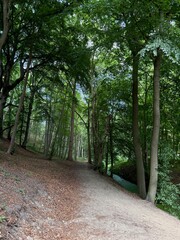 Fototapeta premium Beautiful green trees, pathway and canal in park