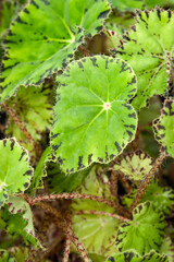 Succulents in a greenhouse. Green leaves close-up. Natural lighting. Selective focus