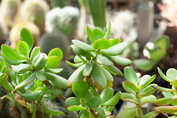 Succulents in a greenhouse. Green leaves. Natural lighting