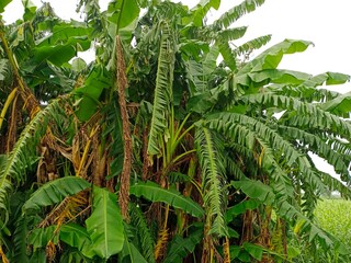 vibrant green leaf's, vibrant green plant,love nature, vibrant green flowers,  vibrant green leaf's , vibrant green tree, vibrant green banana tree