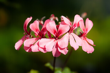 Pink flowers. Pink flowers close-up. Natural light. Selective focus