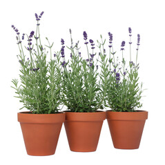 Beautiful potted lavender plant isolated on white