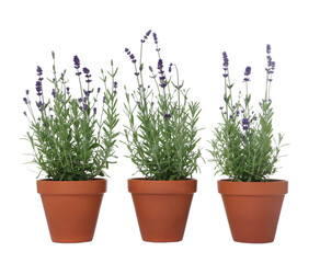 Beautiful potted lavender plant isolated on white