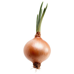 Fresh onion isolated on white background. Clean studio product photo for culinary and food packaging.