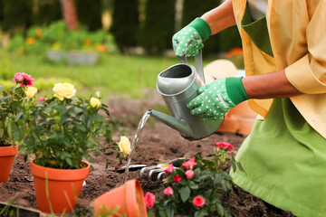 Woman in gloves watering beautiful flowers after transplanting with can in garden, closeup