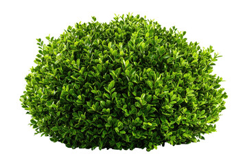 Obraz premium A vibrant green ornamental shrub isolated on a white background.