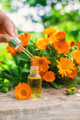 medicinal plant calendula homeopathy. Selective focus.