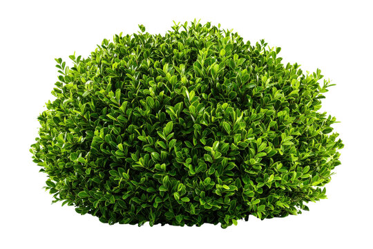 A vibrant green ornamental shrub isolated on a white background.