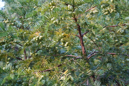 Nahaufnahme einer Japanischen Kopfeibe (Cephalotaxus harringtonia) mit Fr&uuml;chten im September