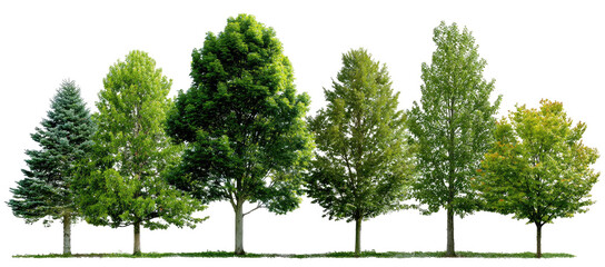 Row of various green trees