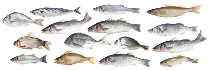 Different types of raw fish isolated on white, collage