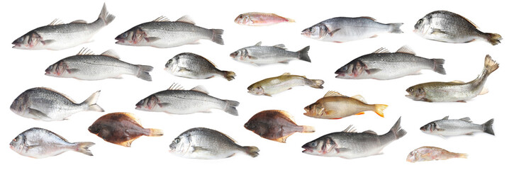 Different types of raw fish isolated on white, collage