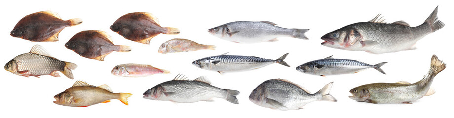 Different types of raw fish isolated on white, collage