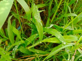 Obraz premium green grass with dew drops, vibrant green grass, vibrant green leaf's,rain drops on vibrant green grass, grass in field 