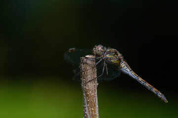 Makroaufnahme einer Libelle 