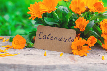 medicinal plant calendula homeopathy. Selective focus.