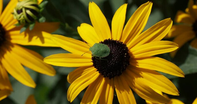 Common green Schieldbug  (Palomena prasina).  Rounded nymph on black-eyed Susan or yellow coneflower (Rudbeckia hirta)