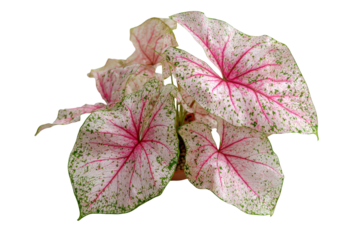 Beautiful pink and green Caladium plant leaves isolated on white.