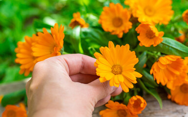 medicinal plant calendula homeopathy. Selective focus.