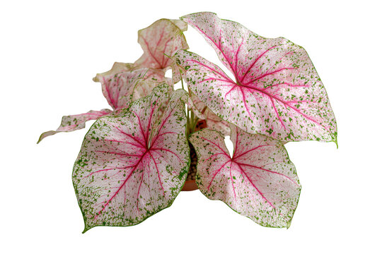 Beautiful pink and green Caladium plant leaves isolated on white.