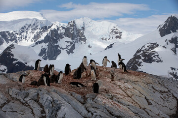 Adelie penguin colony on Pleneau peninsula Antarctica