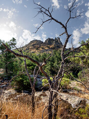 Peña Muñana tras el árbolito sin hojas
