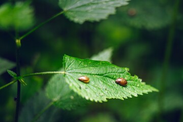 Predatory snails resting on a green plant leaf in their natural habitat