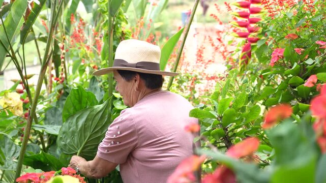 Old lady cutting weeds in countryside garden