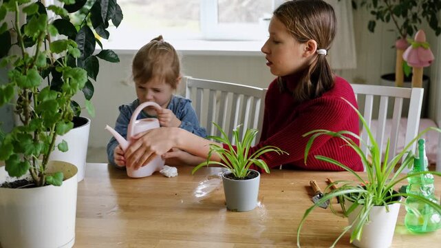 Teen Girl watering plants. Teenager female care for houseplants in a bright room. Teenager 14 years old takes care of potted house plants, waters the leaves. Caring plants, gardening at home. Greenery