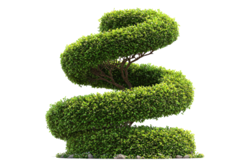 Lush green spiral topiary bush for landscape design.