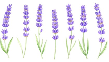 Naklejka premium Watercolor lavender sprigs arranged