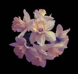Yellow; orange, beige narcissus flower bouquetn on dark black. Minimalist still life. Light and shadow natural background.