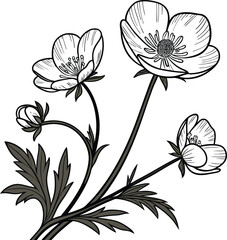 Delicate black outline buttercup flower line drawing illustration