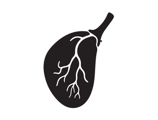 Gallbladder icon in silhouette with dots style white background.