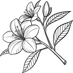 Delicate camellia flower line drawing with subtle outline detail