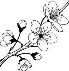 Simple outline cherry blossom flower line art for floral designs