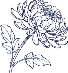 Detailed chrysanthemum flower line art with intricate petals