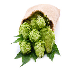 Hop fruits are poured from the bag.