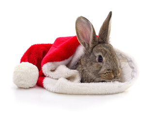 Cute rabbit in Santa hat isolated on white.