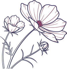 Clean line art illustration of a cosmos flower with minimalist style