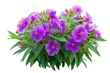 Lush bush of vibrant purple Tibouchina flowers isolated on white.